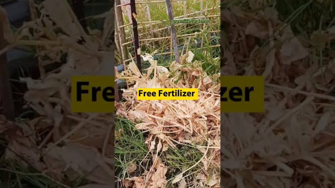 STOP Wasting Snow pea plants! Save seeds like this l video l viral l @greenlifegardenau STOP Wasting Snow pea plants! Save seeds like this l video l viral l @greenlifegardenau