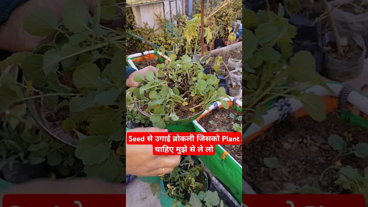 🥦Broccoli Seed Germination#shorts#broccoli#vegetable 🥦Broccoli Seed Germination#shorts#broccoli#vegetable