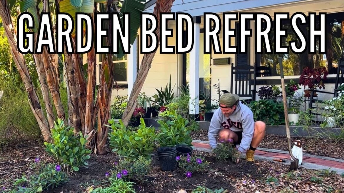 Garden Bed Refresh | Front Yard Makeover with Pitch Apple, Dwarf Tibouchina & White Salvias