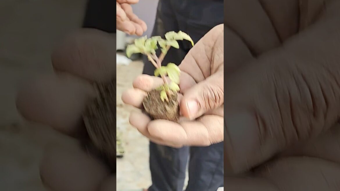 Moving Tomato Seedling into Gardening Pot | Easy Transplanting 🌱🍅 #seedling #moving #tomoto #viral Moving Tomato Seedling into Gardening Pot | Easy Transplanting 🌱🍅 #seedling #moving #tomoto #viral