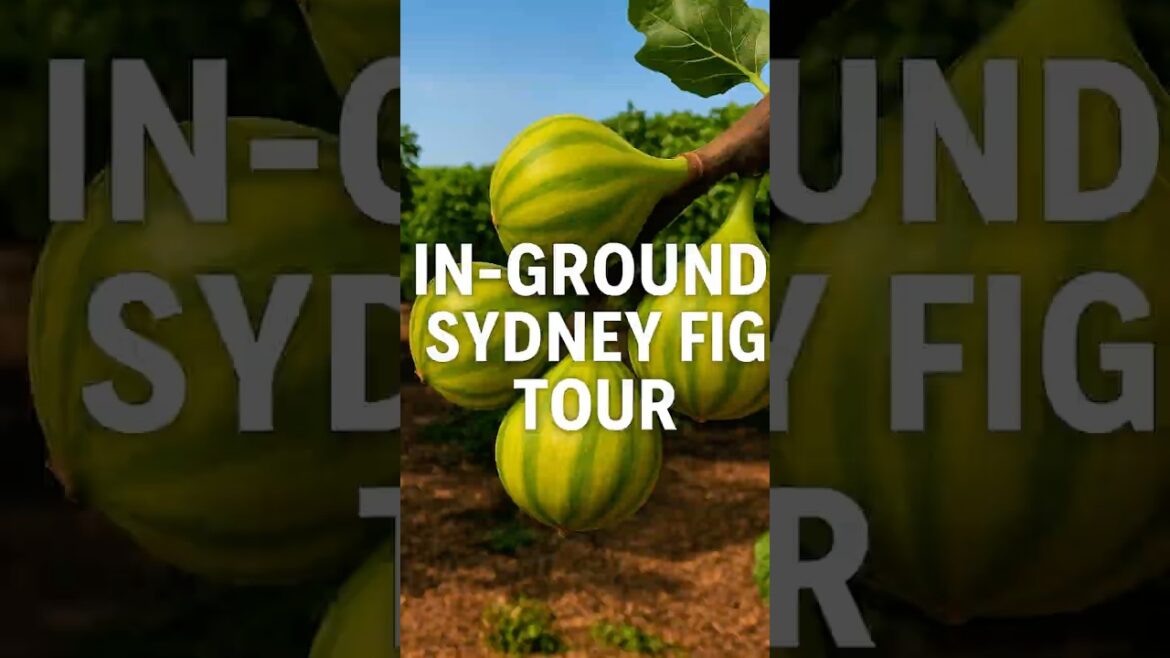 Sydney’s In Ground Fig Collection — Early Summer Update! Sydney’s In Ground Fig Collection — Early Summer Update!