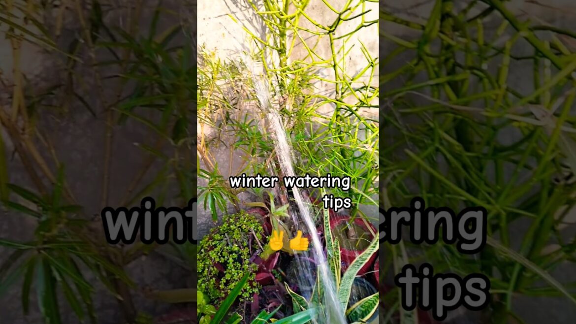 #gardeningaesthetics#winter watering tips#gardening tipsЁЯСНЁЯСН # plant #balcony garden#viral short# #gardeningaesthetics#winter watering tips#gardening tipsЁЯСНЁЯСН # plant #balcony garden#viral short#