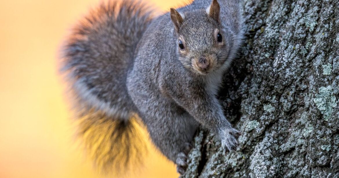UK households with grey squirrels in gardens issued December warning Yorkshire Live