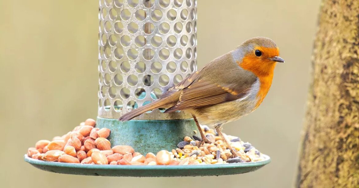 Leave six items in your garden now and have robins visit by Christmas Daily Record