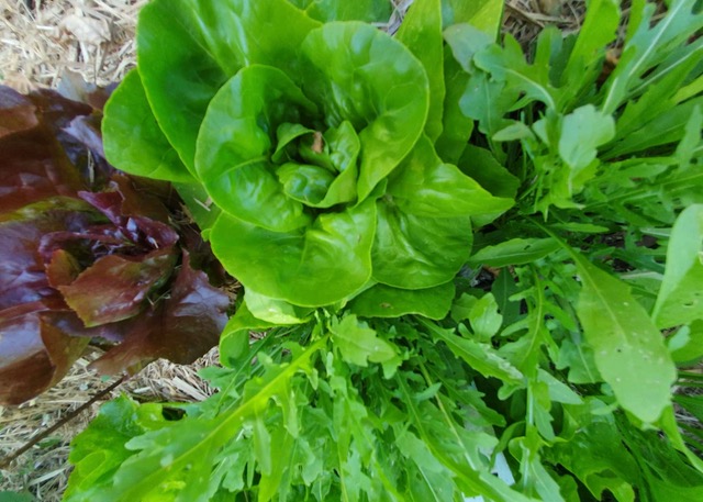 Young rocket and non heading lettuce