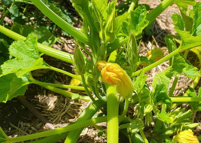 Zucchini plant