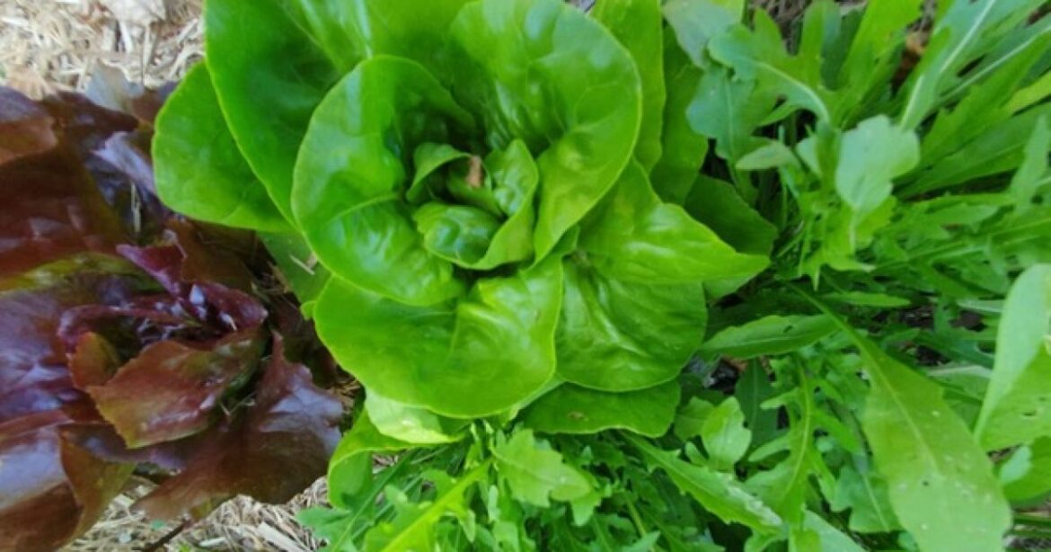 Tips for gardening during a hot, dry summer Region Illawarra