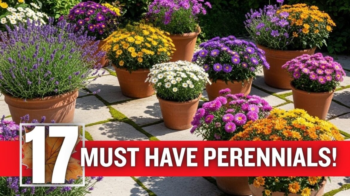 💥🔥 Lazy Gardener’s Dream: 17 Perennials ThatTHRIVE in Containers/Pots With ZERO Effort! 💥🔥 Lazy Gardener's Dream: 17 Perennials ThatTHRIVE in Containers/Pots With ZERO Effort!