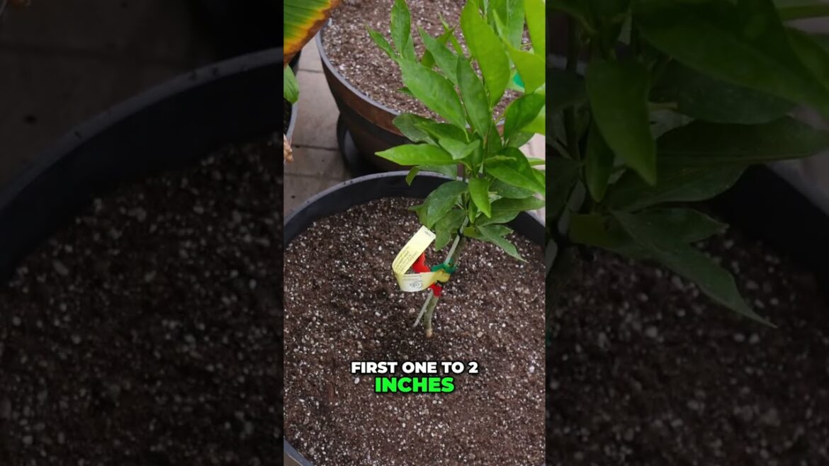 Gardening Hack - Boost Soil with Organic Matter!