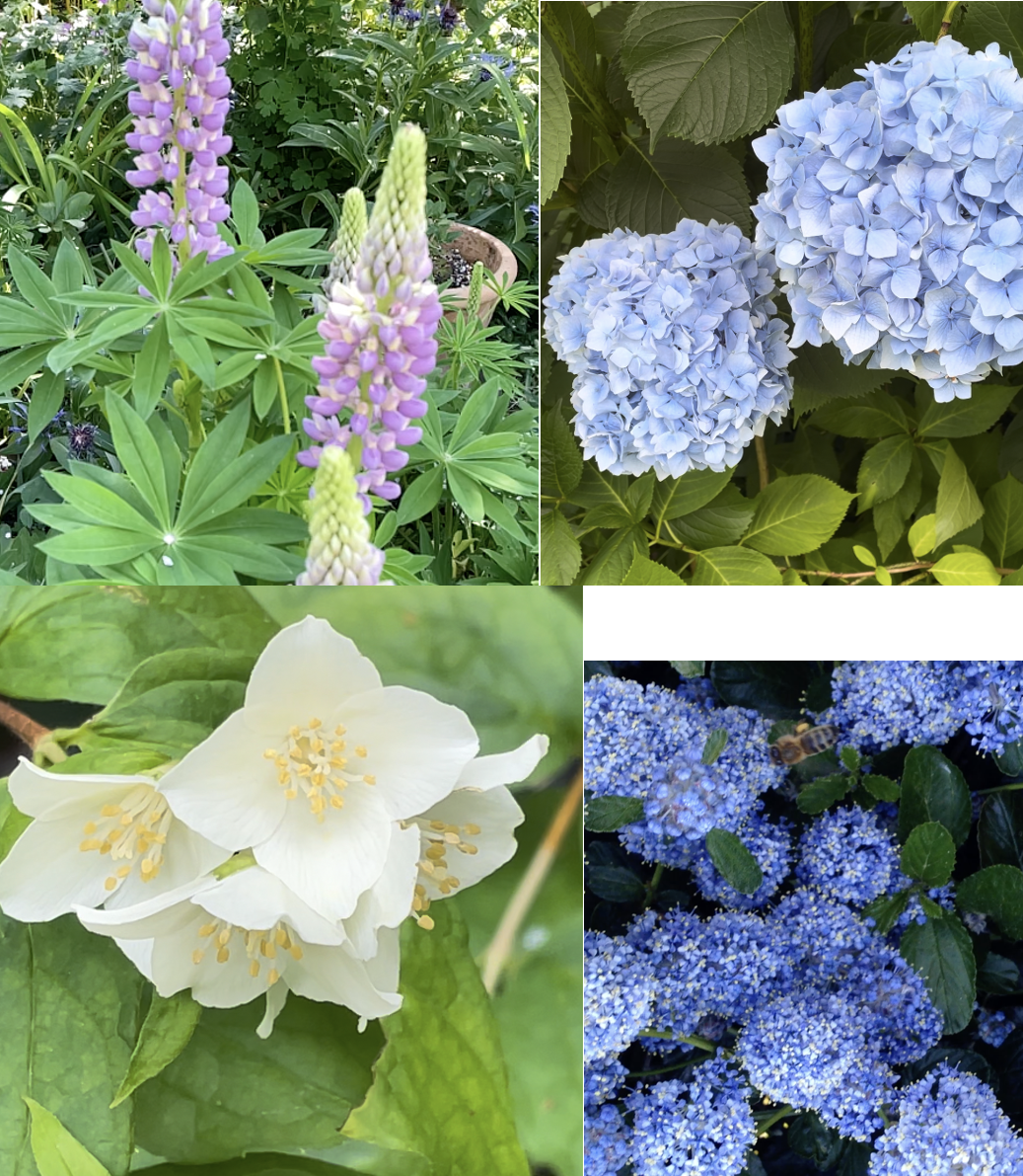 flowers for front garden bed
