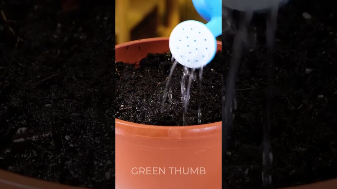 Growing a vibrant herb garden in any small apartment space! Growing a vibrant herb garden in any small apartment space!