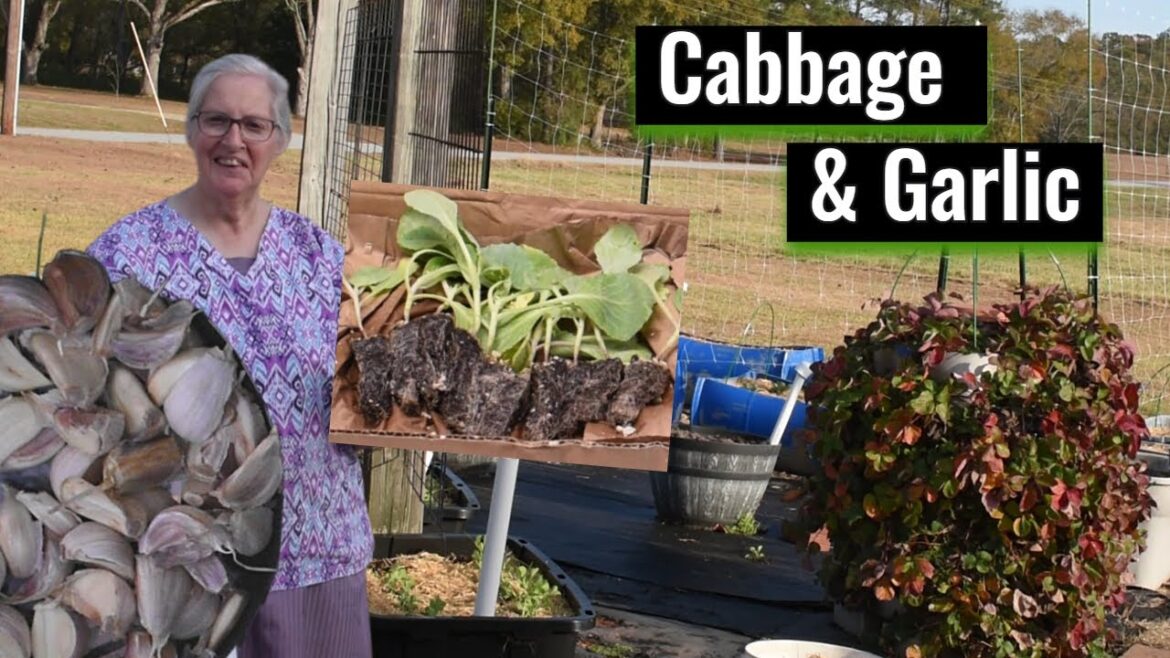 First Time Planting a Winter Garden, Container Gardening, Inspirational Thought