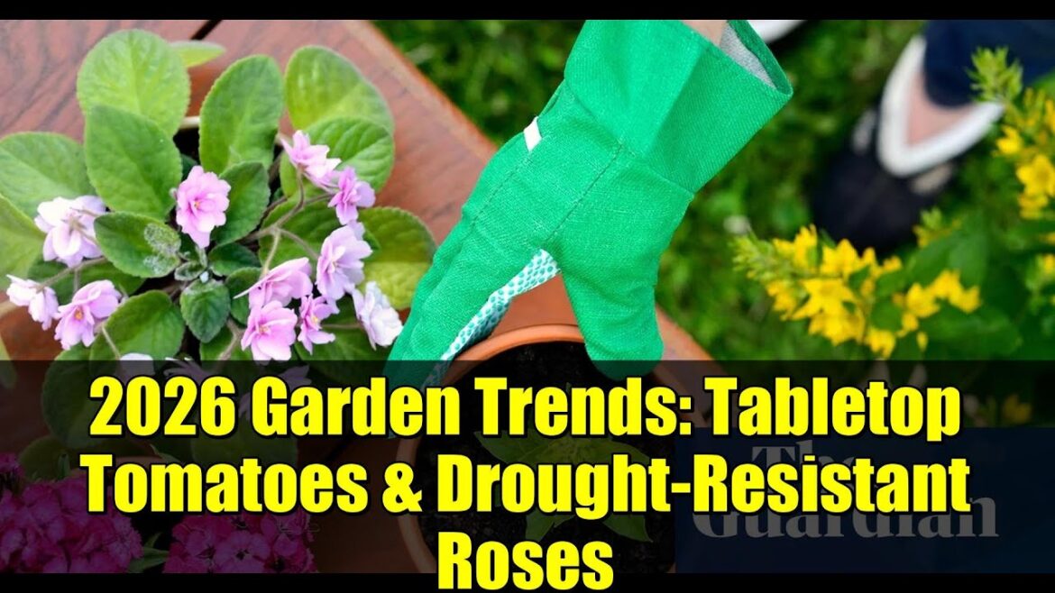 2026 Garden Trends: Tabletop Tomatoes & Drought-Resistant Roses | RHS Predictions