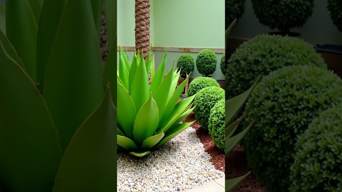 A vibrant garden scene central fan palm tree, spherical green bushes #shorts