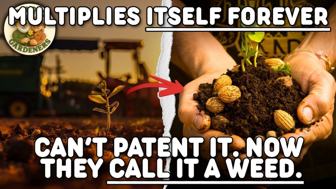This Plant Grows Without Permission — Here's Why!