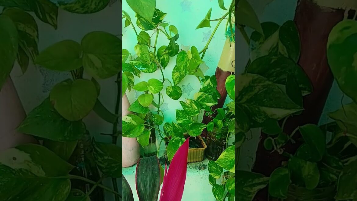 agar aapke pass hamari plant hai  #fertilizer #varmicompost #gardening #tips #sort #video