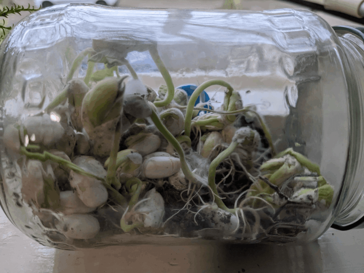 Bean terrarium 34 days