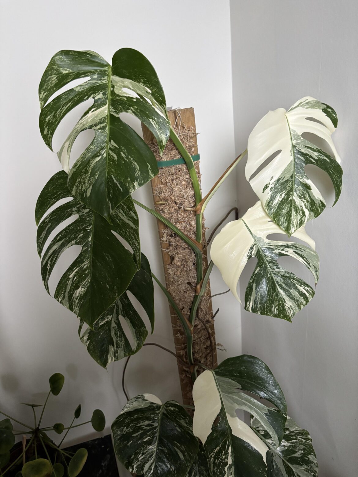 My monstera albo with its alternate white/green growing leafs