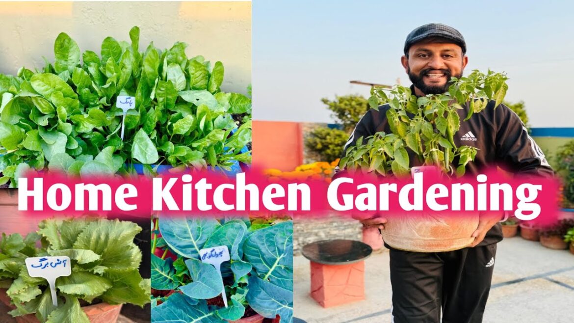 Simple Vegetable Gardening for Homes | Winter Vegetable Harvesting Simple Vegetable Gardening for Homes | Winter Vegetable Harvesting