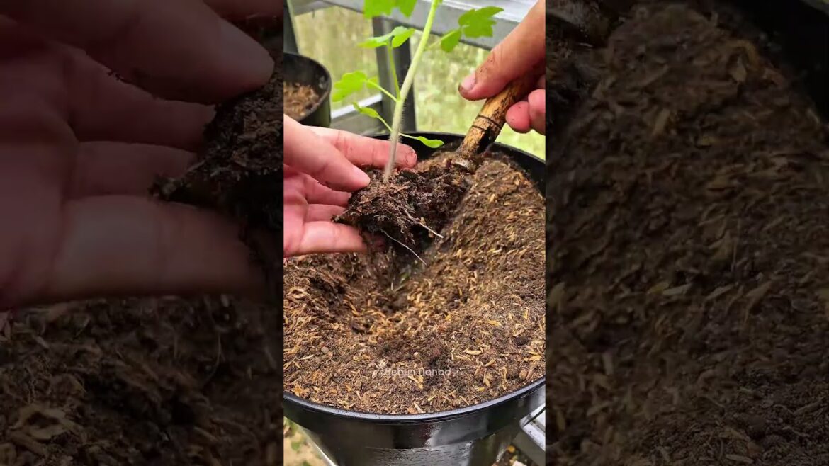 Fertilizing the planting medium tomato #kebunnanad #tipsandtricks #fb #fypreels #planting #gardening