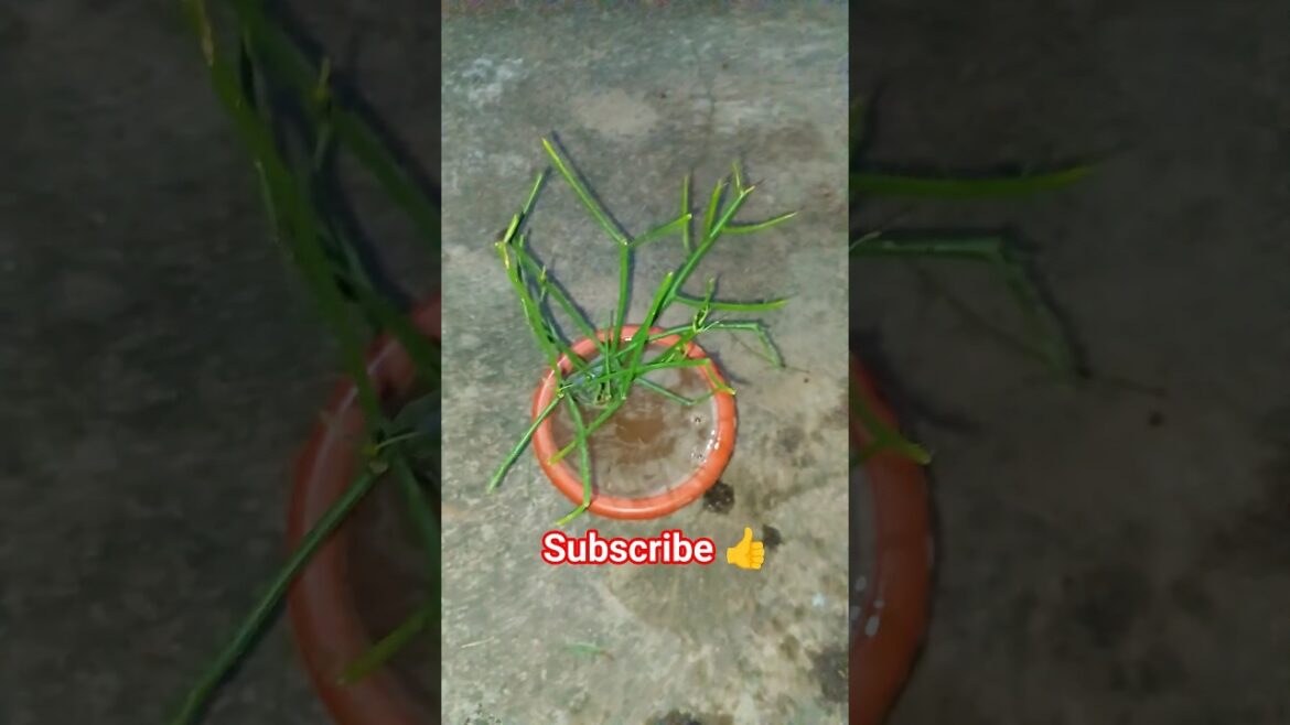 pencil cactus plant care tips ☘️#shortvideo #gardening #gardeningideas #gardeningtips #plants pencil cactus plant care tips ☘️#shortvideo #gardening #gardeningideas #gardeningtips #plants