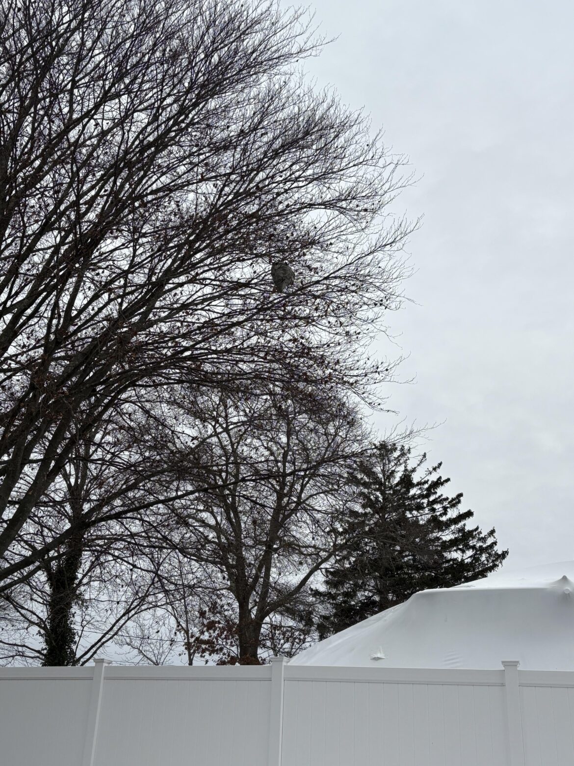 Wasp nest. Any advice on how to remove?