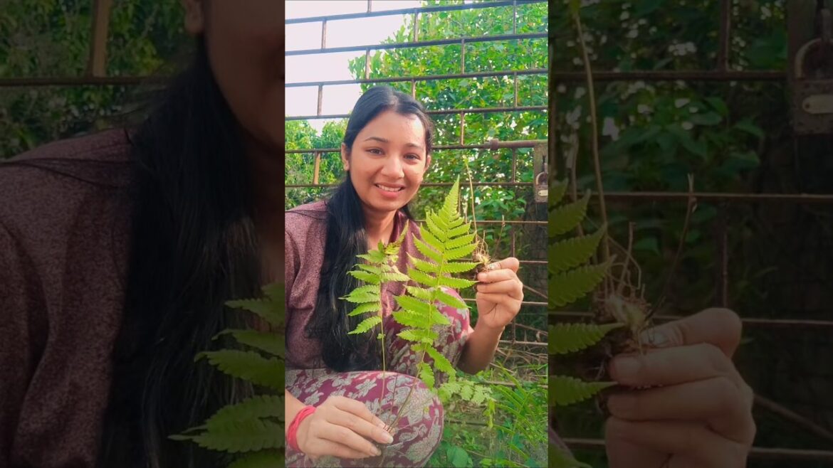 লোকের বাড়ি থেকে শেষ পর্যন্ত এই গাছ চুরি করলাম? #plants  #gardening#gardeningtips