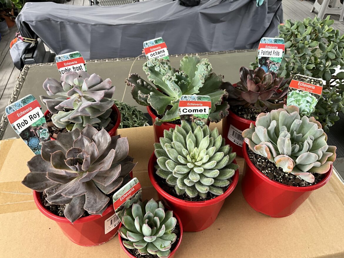 I visited Bunnings today 💚