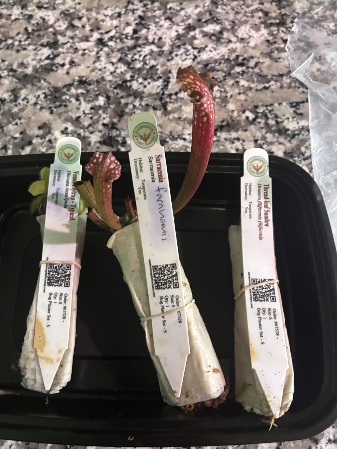 Okay to go straight in the fridge?