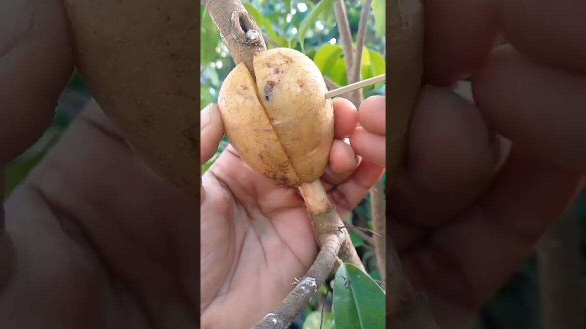 Propagate plants using potato tubers.#bonsai #bonsaitree #bonsailovers #fblifestyle # green thumb