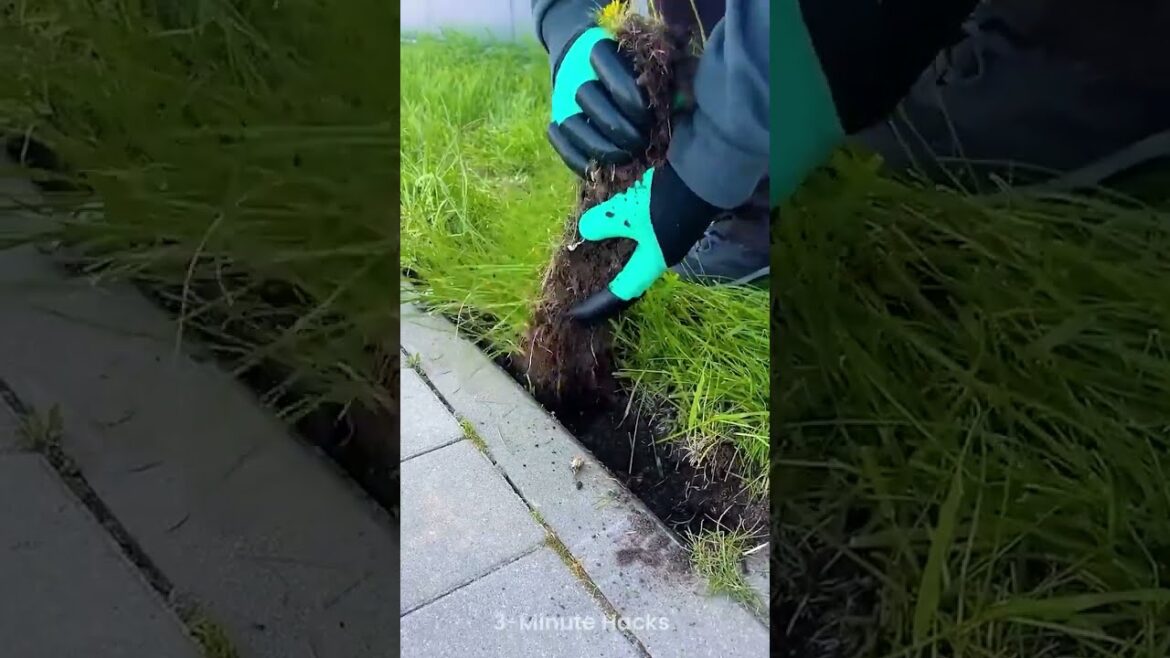 Grow a Garden: The ultimate guide for beginners 🌱