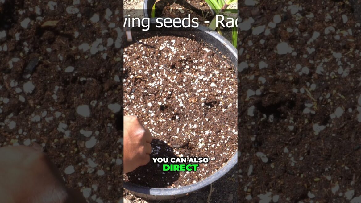 Sow Carrots + Radishes FAST (SoCal Winter Garden) #shorts