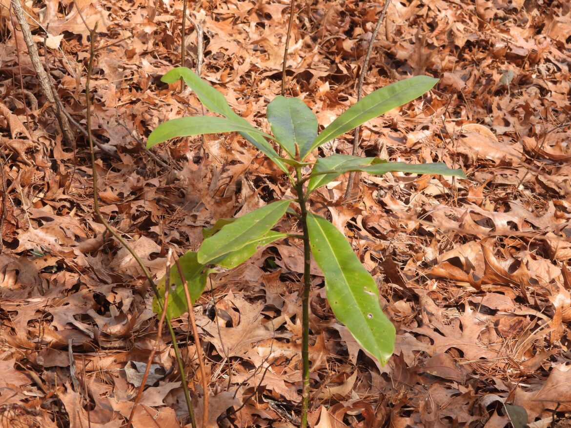 Could this be a volunteer magnolia? My location is nor’easter Georgia mountains. Thanks!