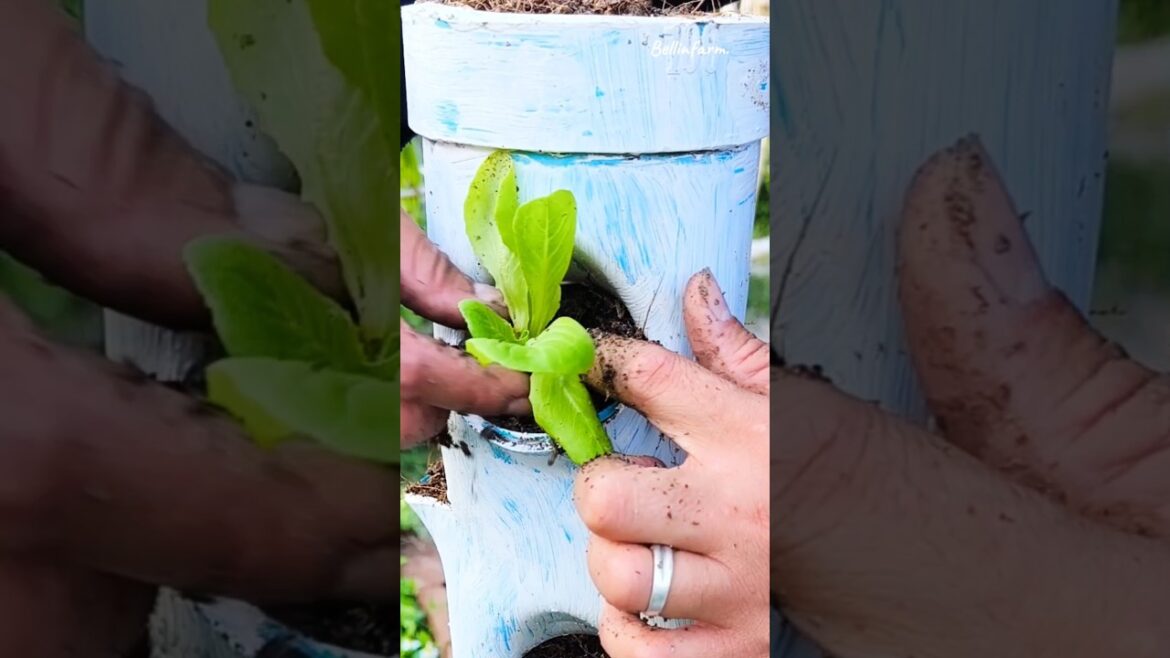 Growing Plants Vertically Inside a PVC Pipe. #PVCVerticalGarden #DIYGarden #Gardening #bellinfarm