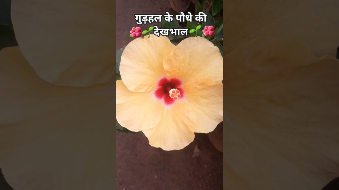 biutefol gudhal #flawar #plantcare #gardening #tips #ytsort #sortvedios