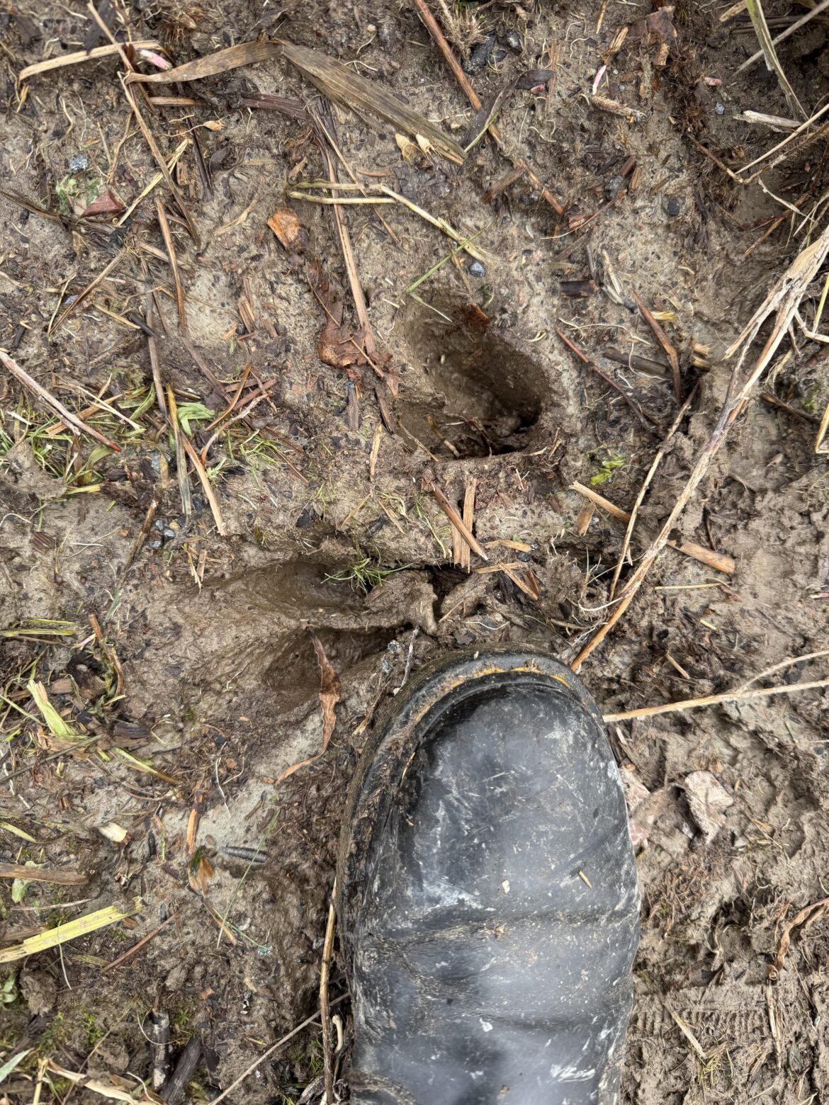 What are those ?? Some of my plants have been eaten