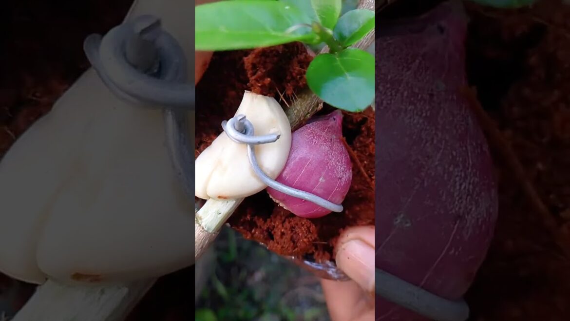 Air layering using shallots and garlic.#bonsai #bonsaitree #bonsailovers #fblifestyle # plant care Air layering using shallots and garlic.#bonsai #bonsaitree #bonsailovers #fblifestyle # plant care