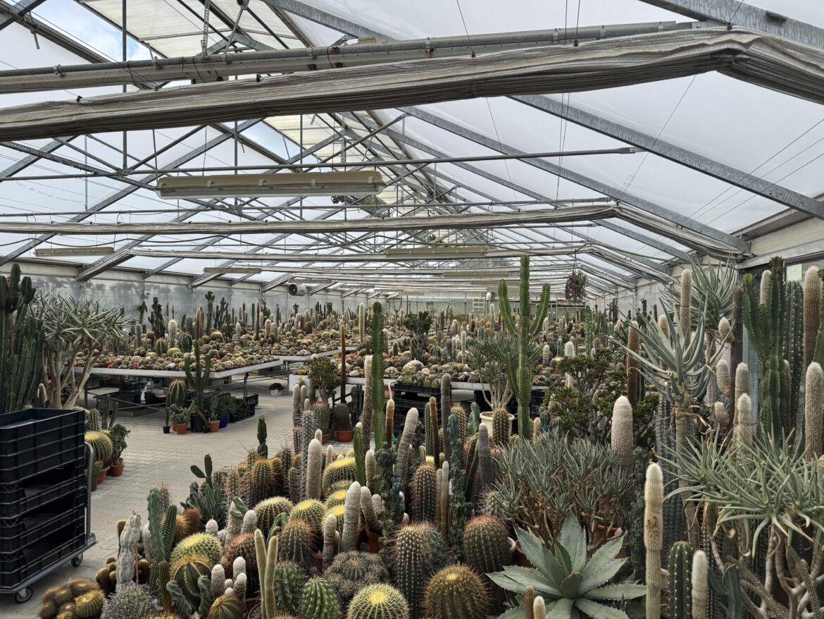 A elderly couple in Switzerland has over 200 000 cacti collection 🤯🪴