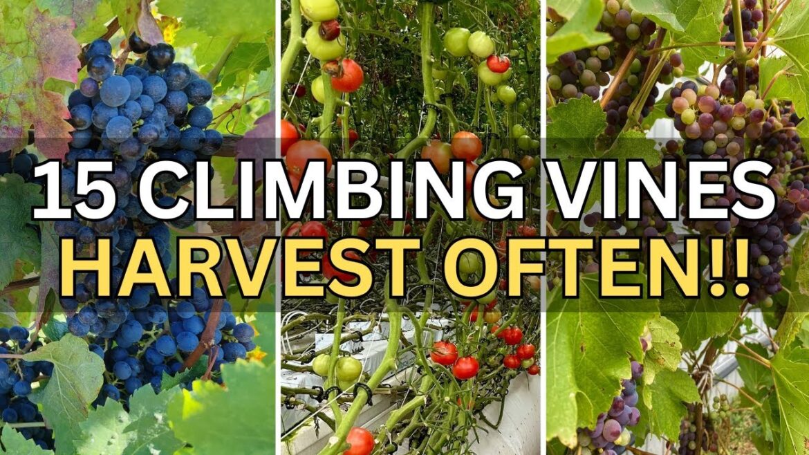Top 15 Climbing Perennial Edibles Vines for Compact Vertical Gardens You Can Harvest Often