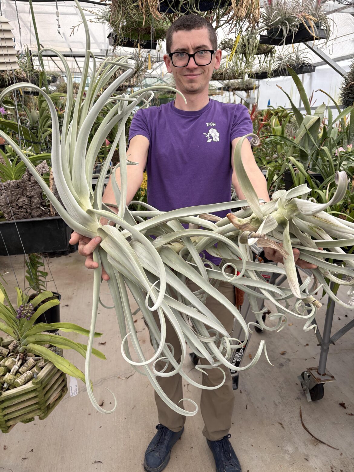 T. duratii 'Chaco Giant'