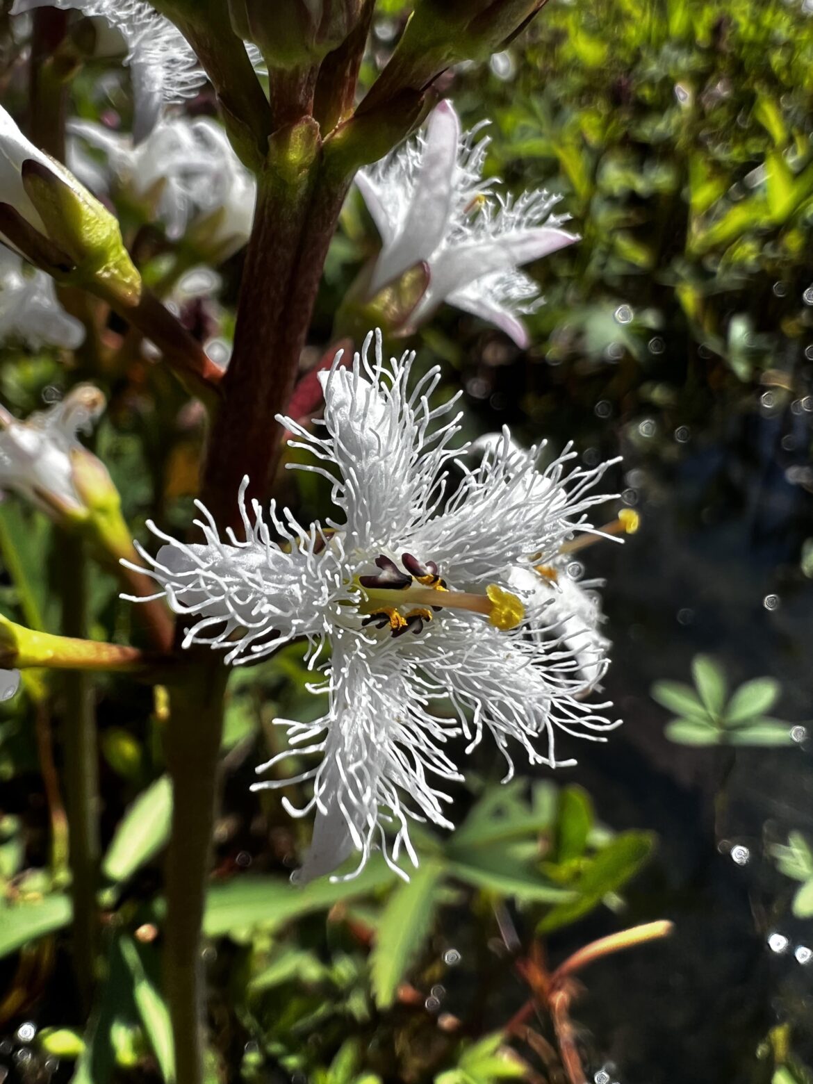 Water clovers 🥹 they look so soft ✨