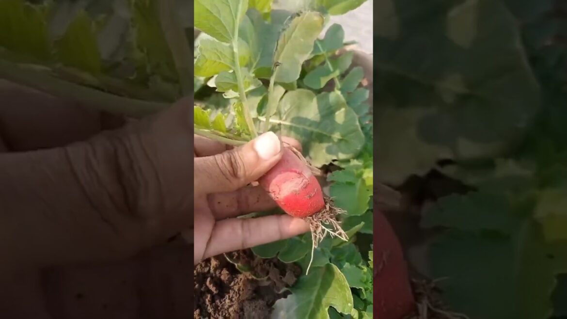 How to grow red radish from seeds #redradish#radish #kitchengardening#vegetables #containergardening