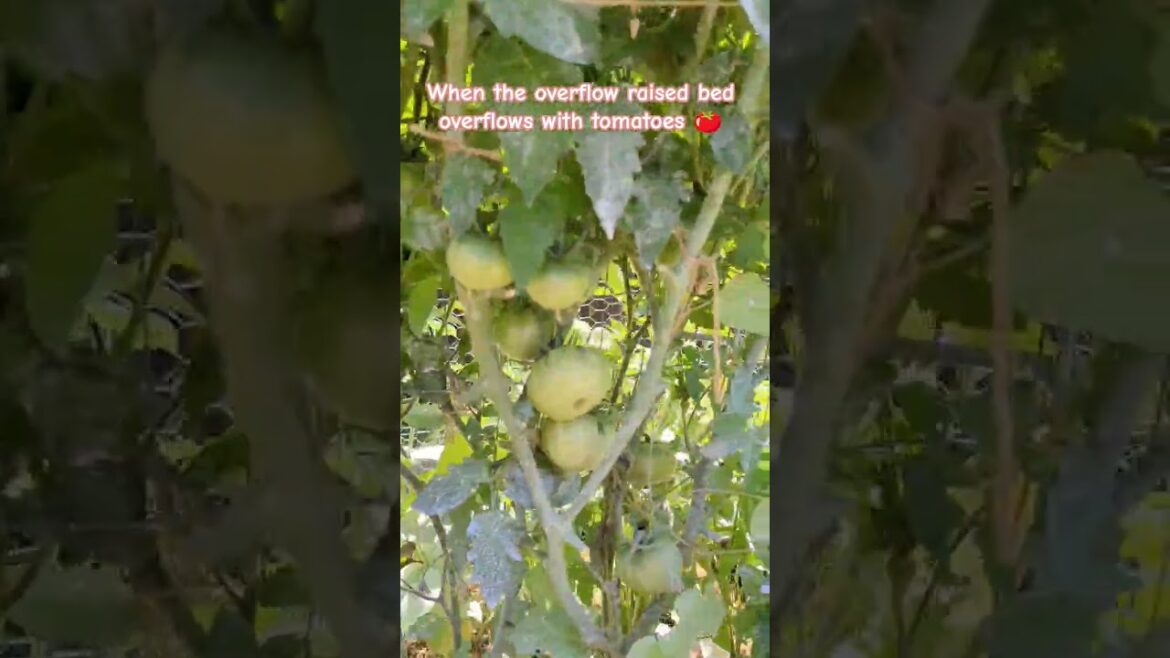 Overflow Bed Gone Wild π
Slacker Gardening Overflow Bed Gone Wild π
Slacker Gardening