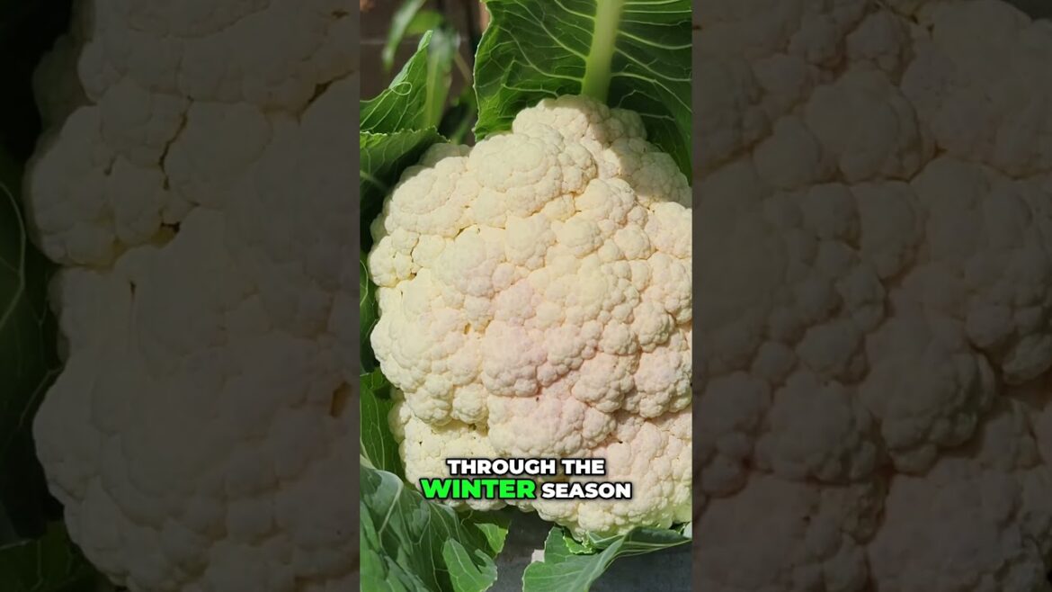 Winter Brassicas: Cabbage + Cauliflower + Brussels Sprouts #shorts