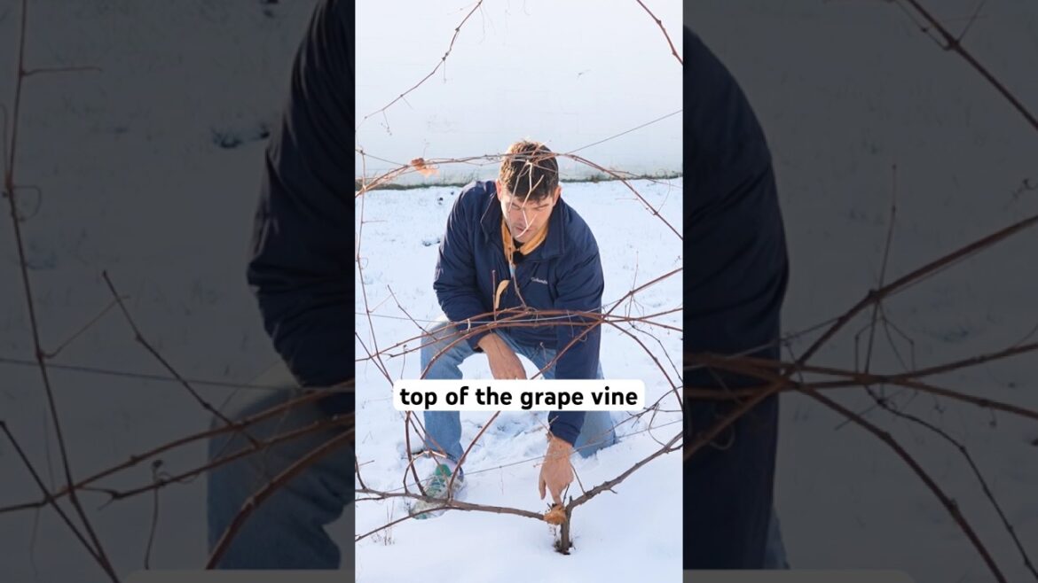 Prune Your Grape Plants 🍇 Without The Confusion! #garden #gardening