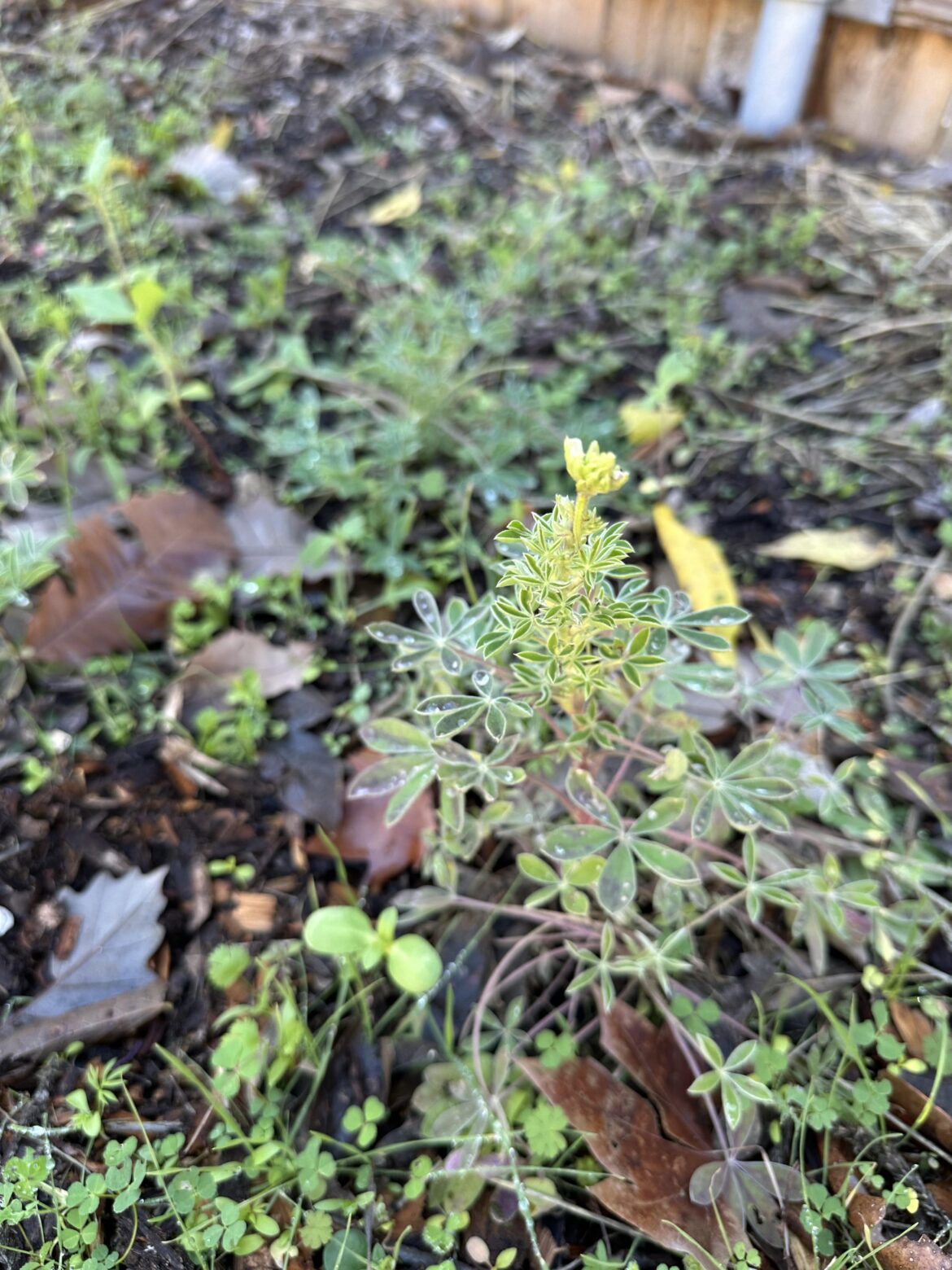 Is this the Texas equivalent of Punxsutawney Phil?