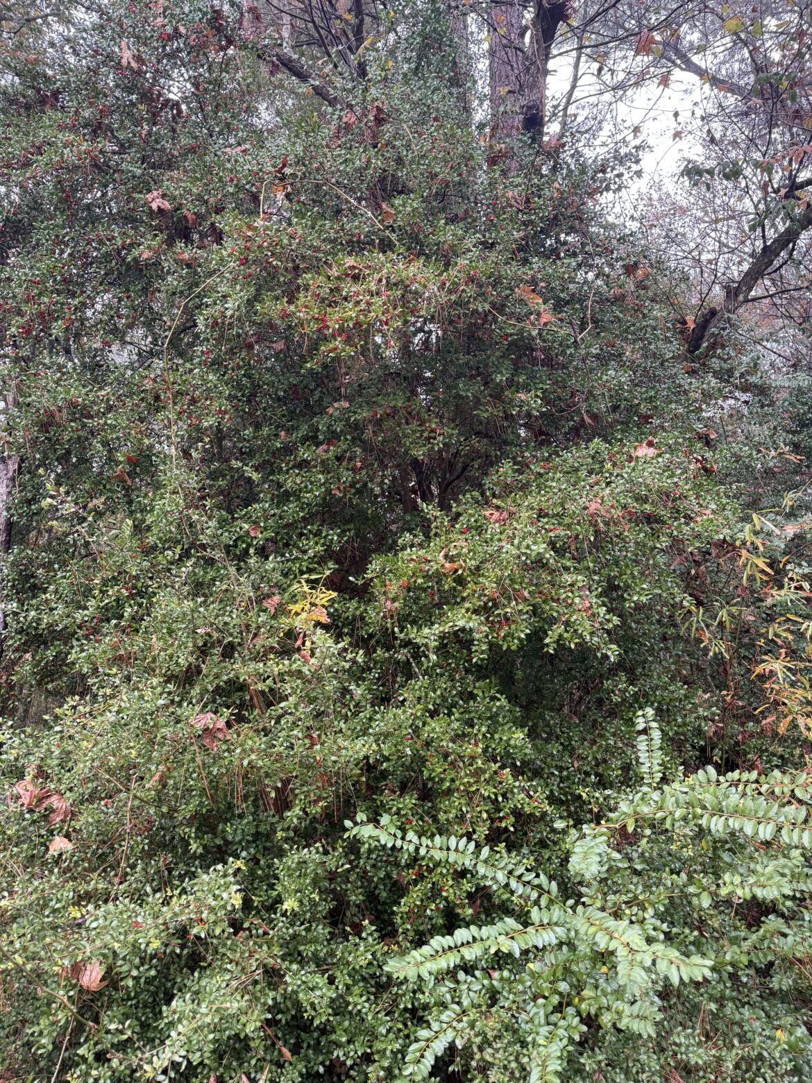 Massive wild Yaupon Holly keeping the trees warm on my walking path.