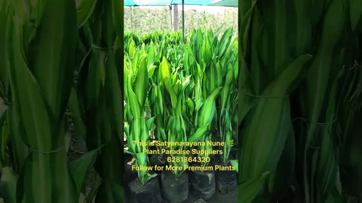Premium Dracaena Massangeana 🌿 Loading Today | Indoor Plant#Shorts#YTShorts#trending #Plant_Paradise