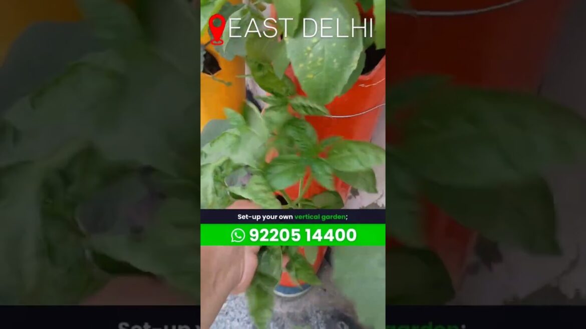 Dayanand Vihar – Vertical Vegetable Gardening, Harvesting of veggies 8 Dayanand Vihar - Vertical Vegetable Gardening, Harvesting of veggies 8
