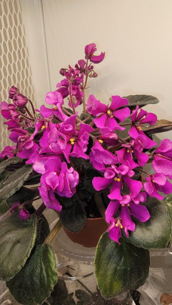'Hunter's Venom' Is a crazy bloomer for me. Wish I could capture the shockingly bright magenta color. Took the photo after pinching out about a third of fading blooms!